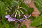 Creeping phlox